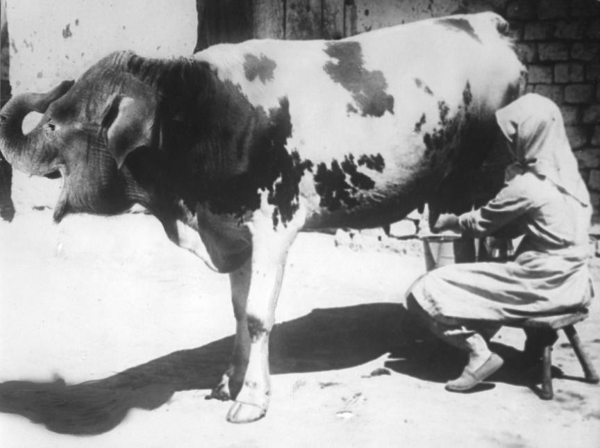 1 april-grap uit Het Leven: een vrouw melkt een koe met een olifantenkop, 1932.